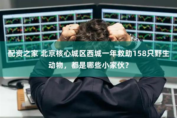 配资之家 北京核心城区西城一年救助158只野生动物，都是哪些小家伙？